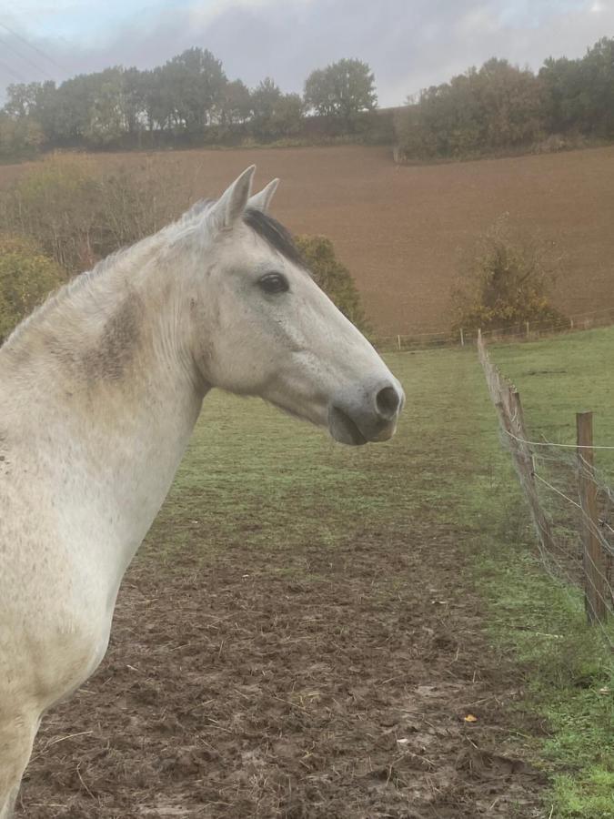 Chez Sophie - Gite Et Gite Equestre Clermont-Dessous Buitenkant foto